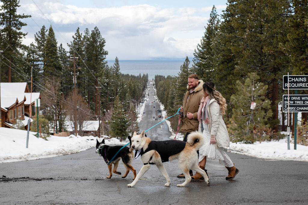 bride and groom walking their dogs during their full day elopement in lake tahoe