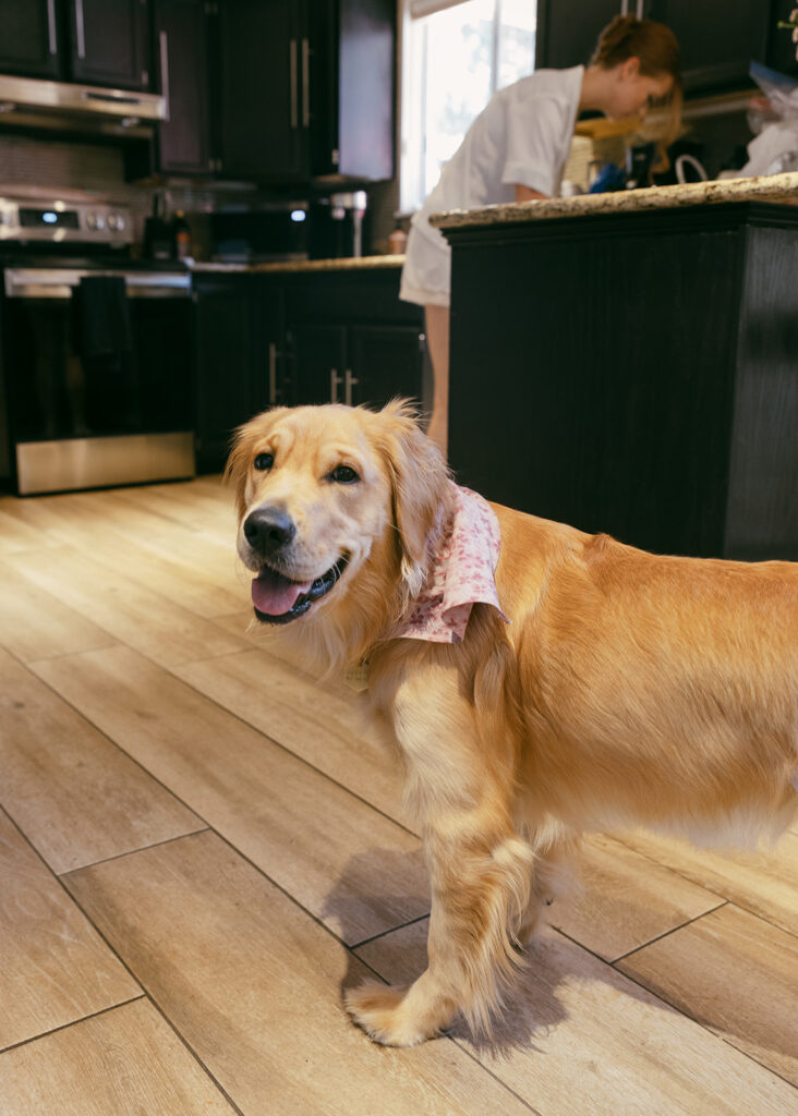 cute doggy at the airbnb