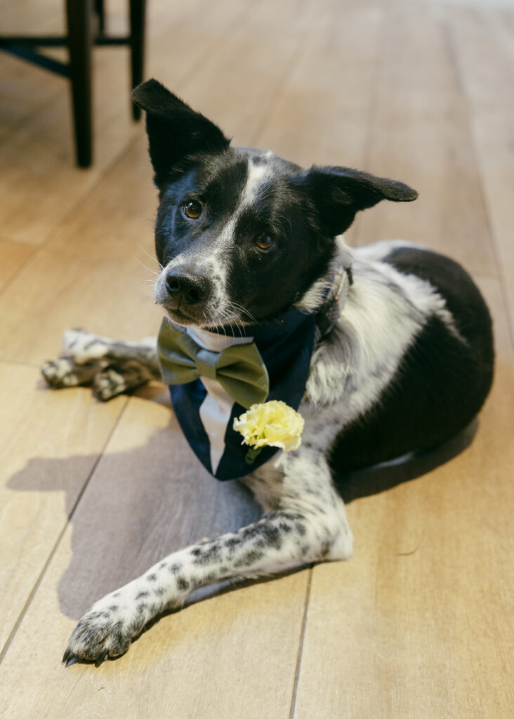 cute doggy at the airbnb