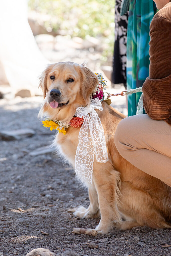 golden retriever during elopement ceremony