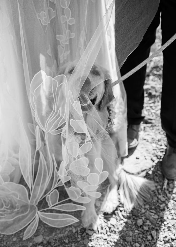 cute golden retriever under veil